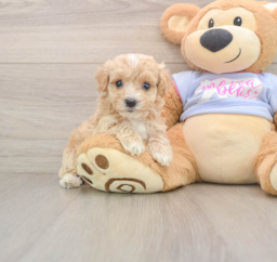9 week old Maltipoo Puppy For Sale - Florida Fur Babies