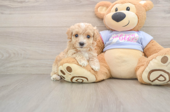 Energetic Maltepoo Poodle Mix Puppy