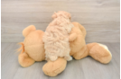 Maltipoo Puppy for Adoption