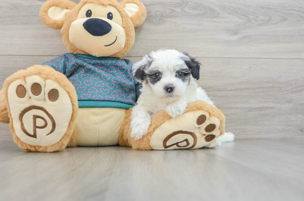 7 week old Maltipoo Puppy For Sale - Florida Fur Babies