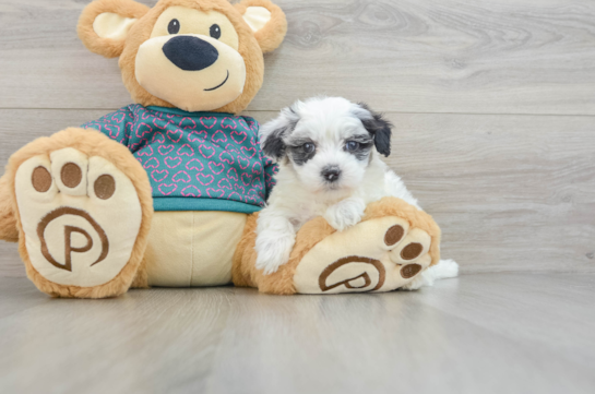 Petite Maltipoo Poodle Mix Pup