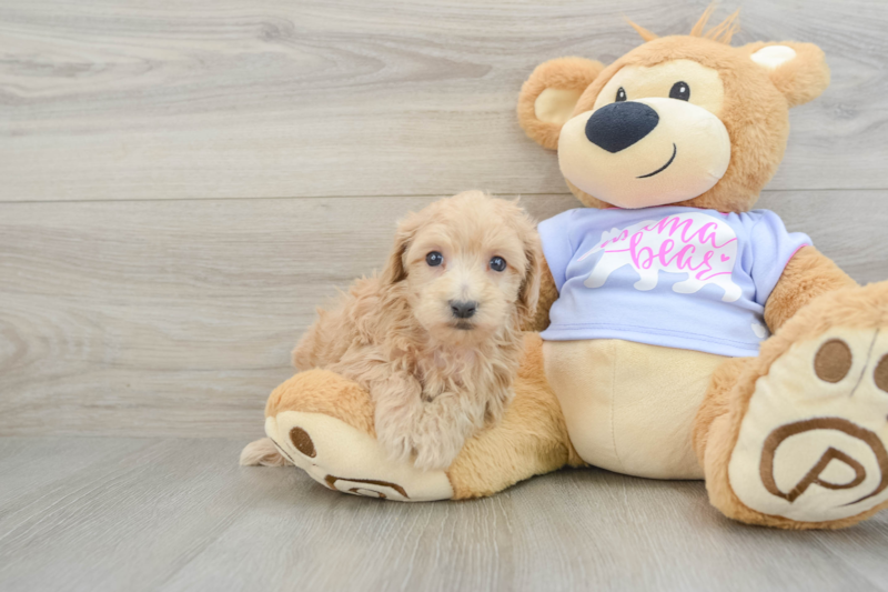 Meet Funyun - our Maltipoo Puppy Photo 1/3 - Florida Fur Babies
