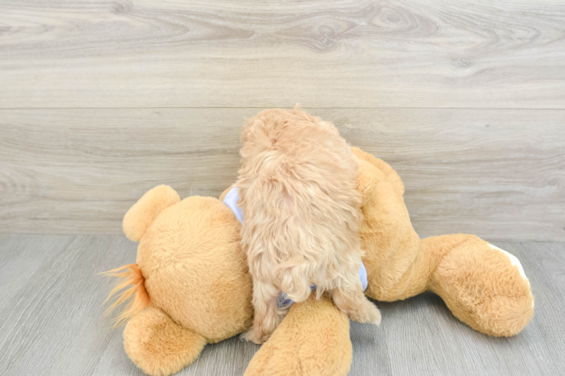 Meet Funyun - our Maltipoo Puppy Photo 2/3 - Florida Fur Babies