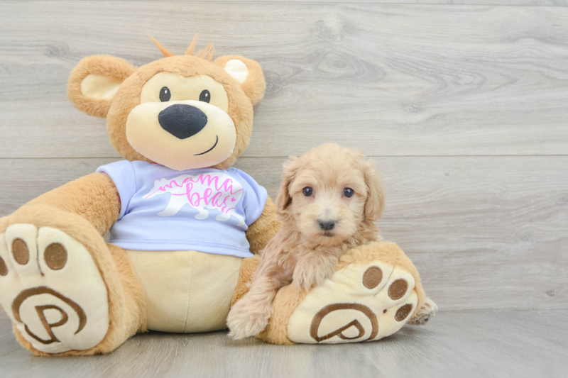 Meet Funyun - our Maltipoo Puppy Photo 3/3 - Florida Fur Babies