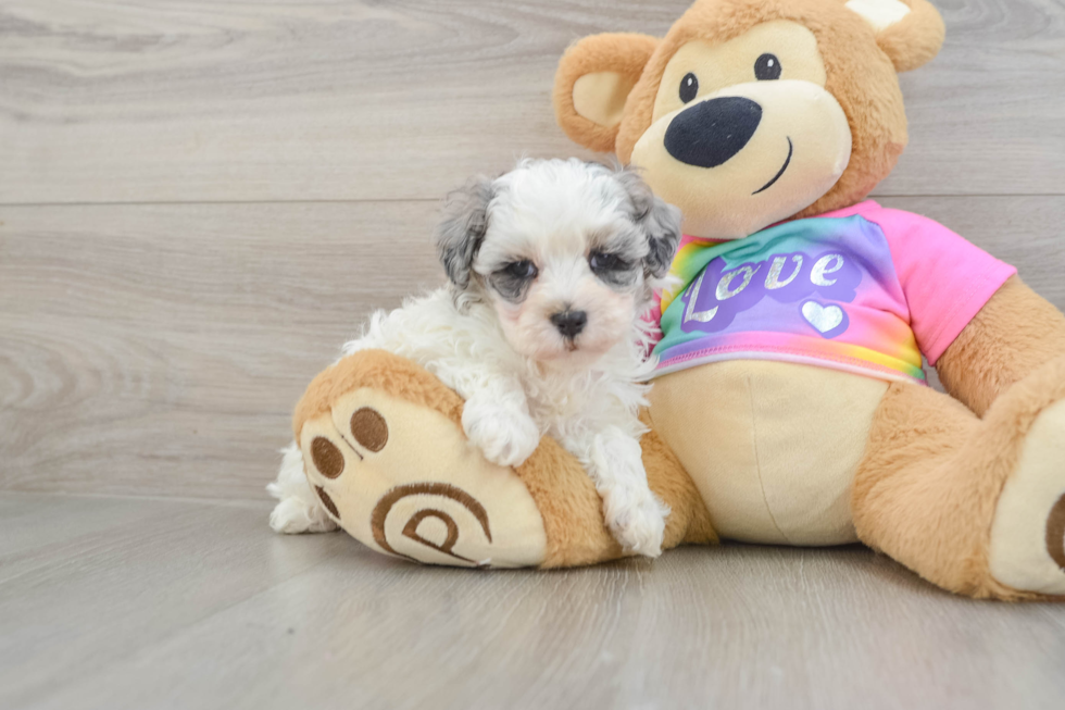 Smart Maltipoo Poodle Mix Pup
