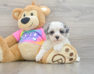 9 week old Maltipoo Puppy For Sale - Florida Fur Babies