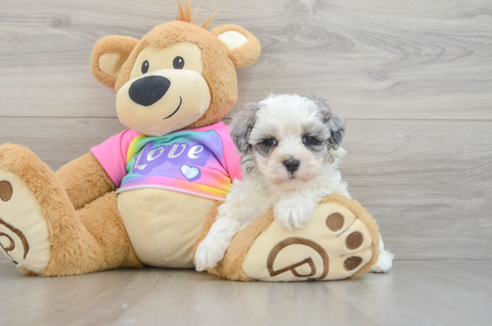 6 week old Maltipoo Puppy For Sale - Florida Fur Babies