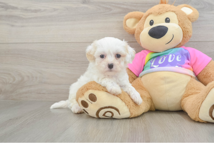 Fluffy Maltipoo Poodle Mix Pup