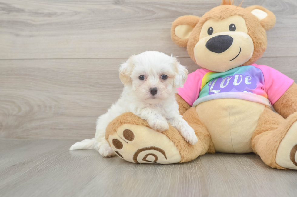 6 week old Maltipoo Puppy For Sale - Florida Fur Babies