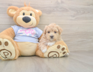 8 week old Maltipoo Puppy For Sale - Florida Fur Babies