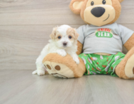 7 week old Maltipoo Puppy For Sale - Florida Fur Babies
