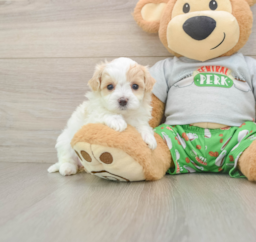 7 week old Maltipoo Puppy For Sale - Florida Fur Babies