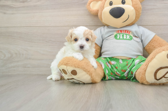 Maltipoo Puppy for Adoption