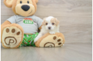 Friendly Maltipoo Baby