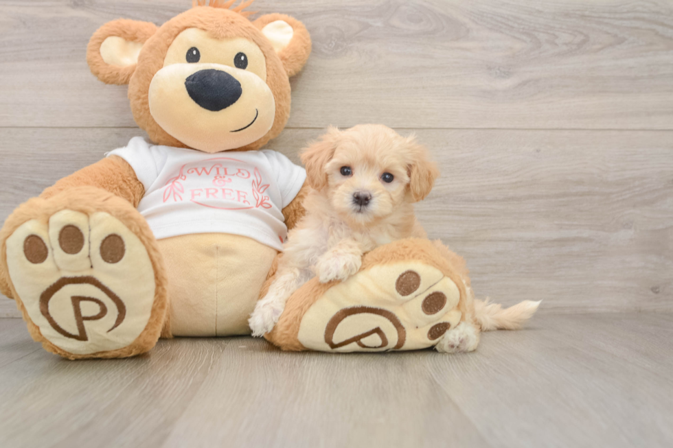 Small Maltipoo Baby