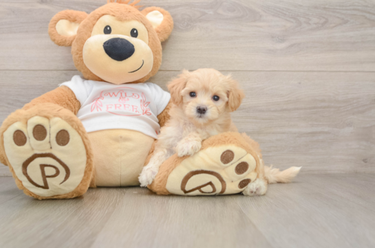 Small Maltipoo Baby