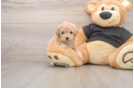 Maltipoo Pup Being Cute