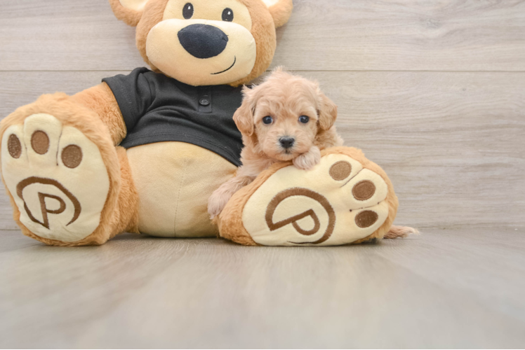 Funny Maltipoo Poodle Mix Pup