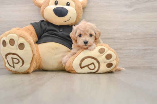 Funny Maltipoo Poodle Mix Pup