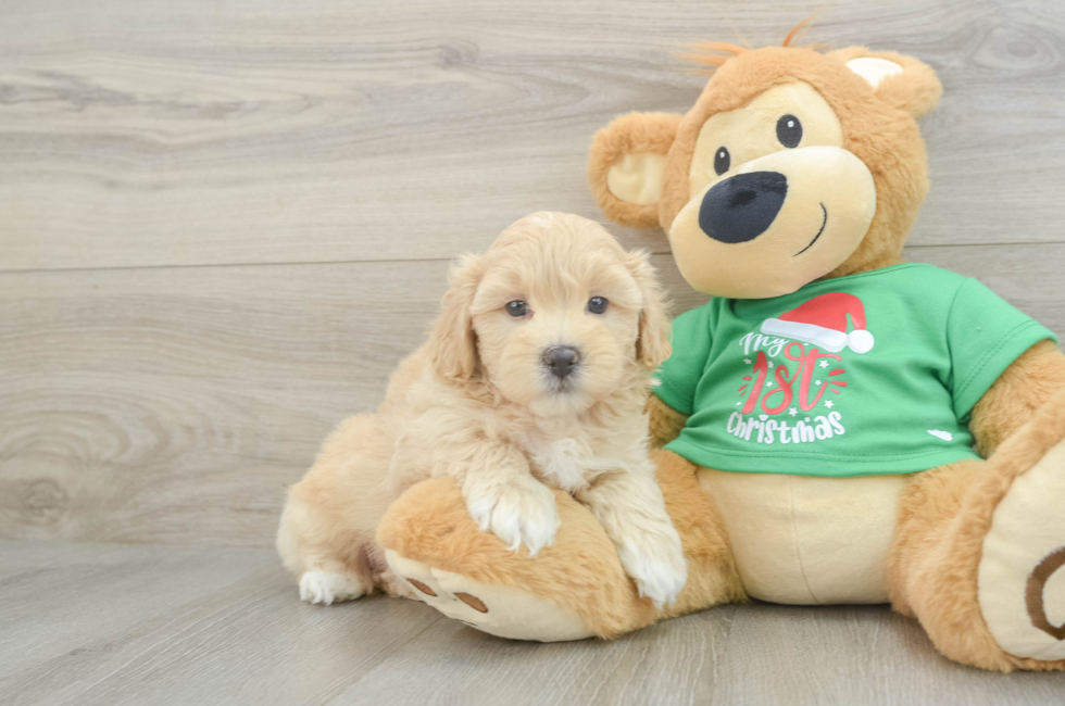 5 week old Maltipoo Puppy For Sale - Florida Fur Babies