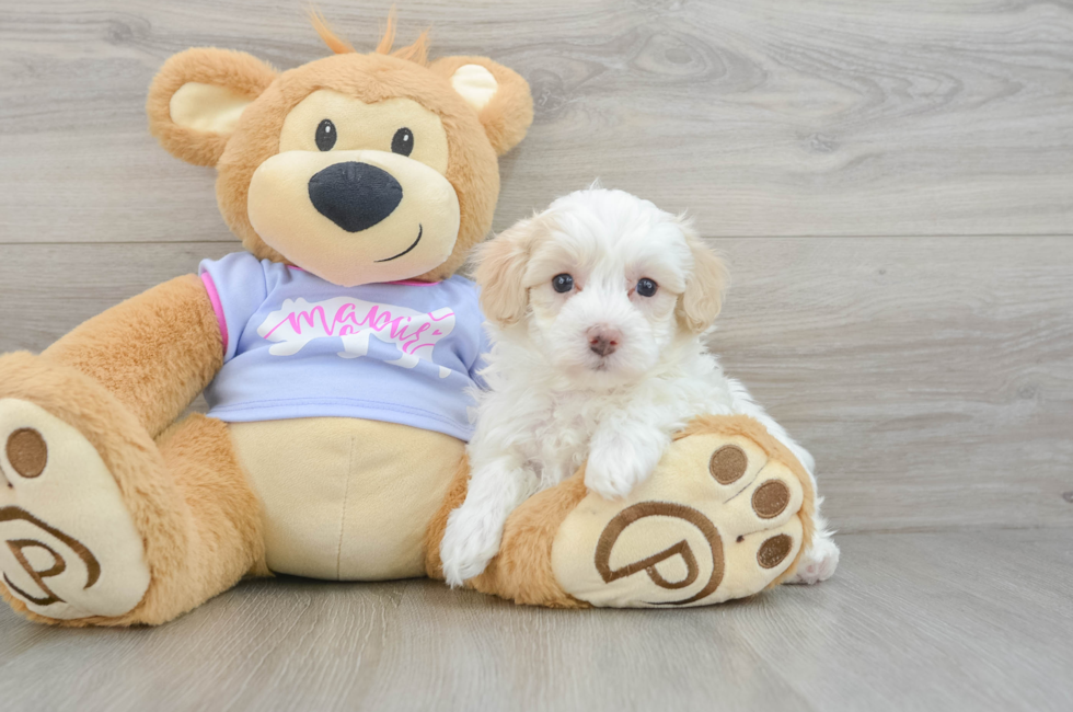 5 week old Maltipoo Puppy For Sale - Florida Fur Babies