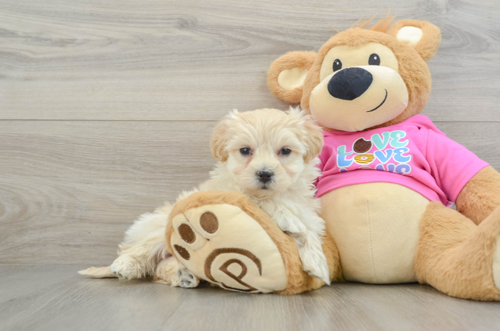 8 week old Maltipoo Puppy For Sale - Florida Fur Babies