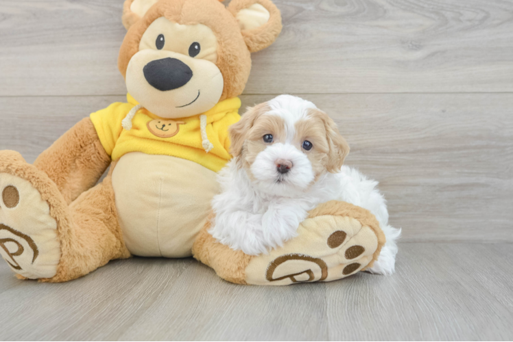 Best Maltipoo Baby