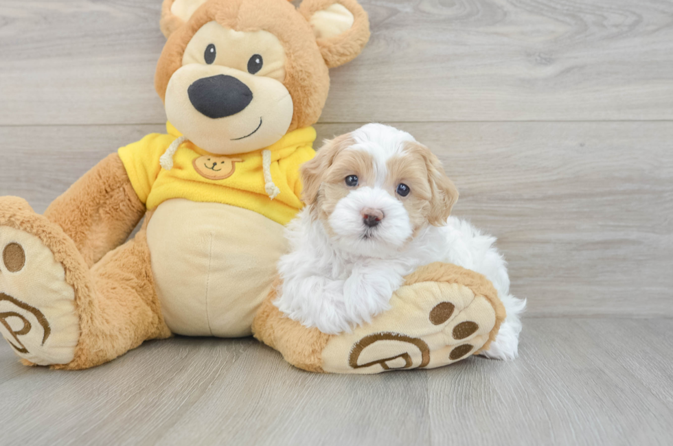 5 week old Maltipoo Puppy For Sale - Florida Fur Babies
