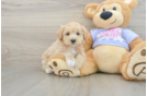 Playful Maltepoo Poodle Mix Puppy