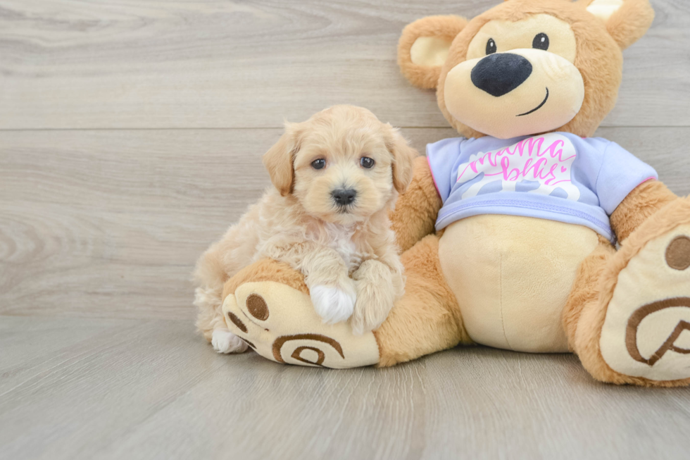Playful Maltepoo Poodle Mix Puppy