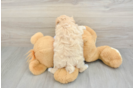 Popular Maltipoo Poodle Mix Pup