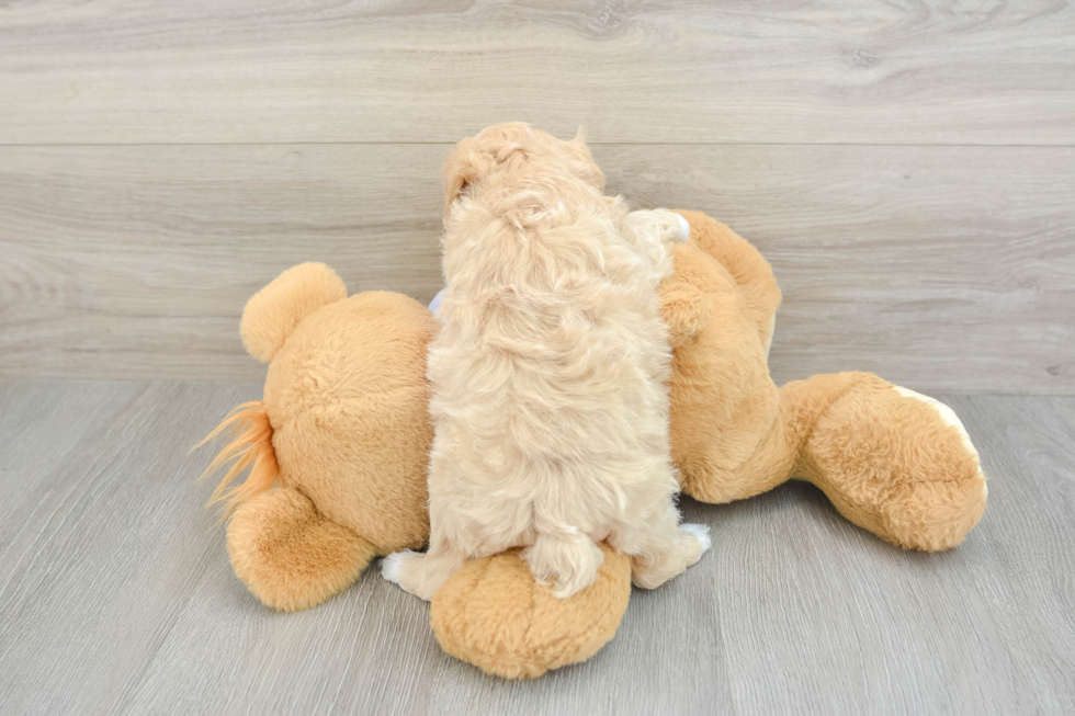 Popular Maltipoo Poodle Mix Pup