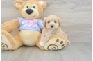 Maltipoo Pup Being Cute