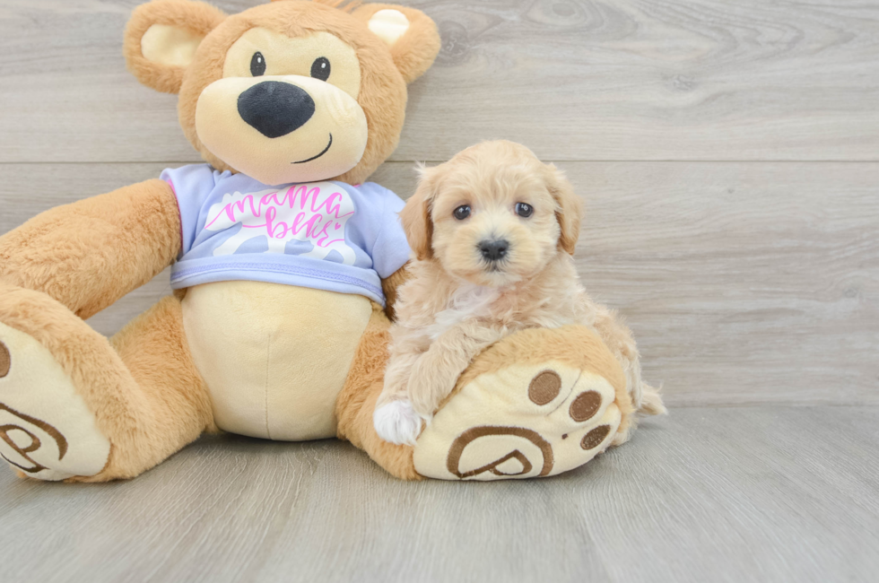5 week old Maltipoo Puppy For Sale - Florida Fur Babies