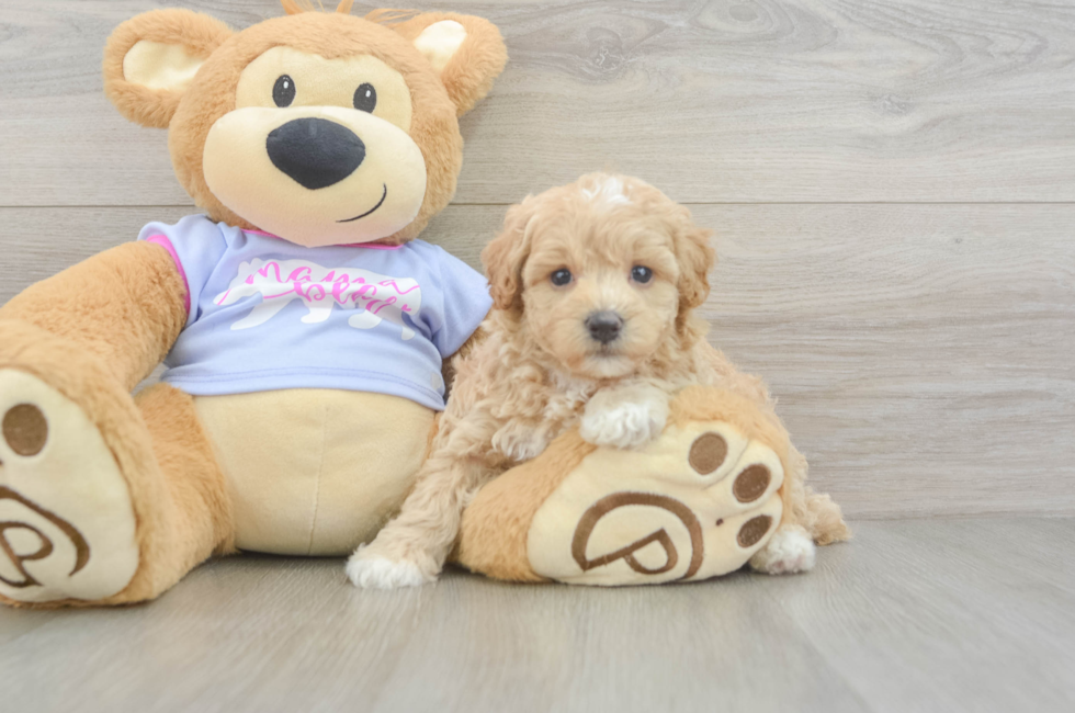5 week old Maltipoo Puppy For Sale - Florida Fur Babies