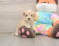 7 week old Maltipoo Puppy For Sale - Florida Fur Babies