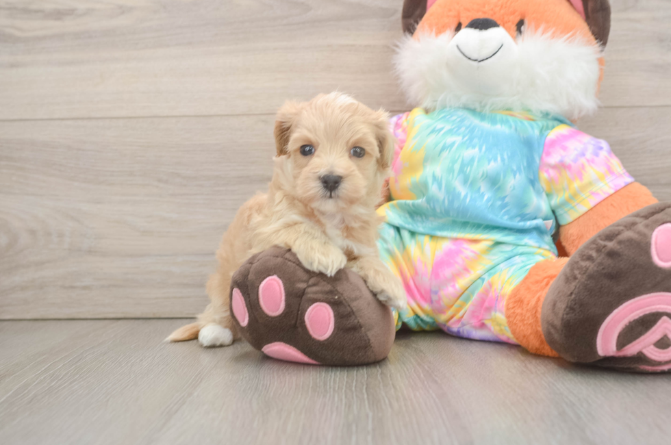 5 week old Maltipoo Puppy For Sale - Florida Fur Babies