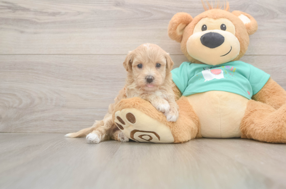 5 week old Maltipoo Puppy For Sale - Florida Fur Babies