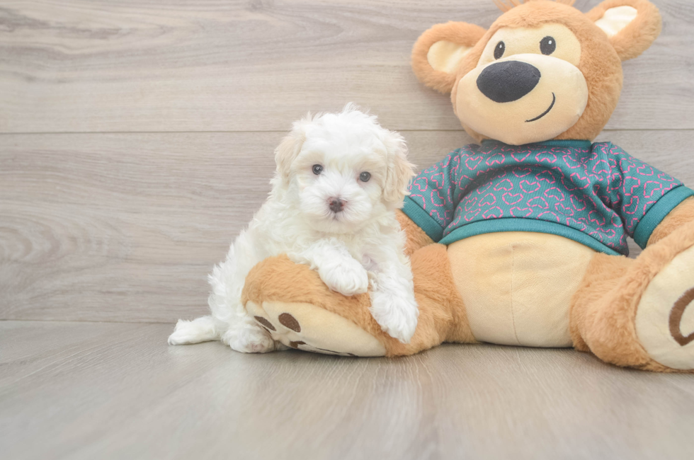 5 week old Maltipoo Puppy For Sale - Florida Fur Babies