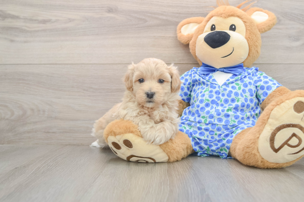 Smart Maltipoo Poodle Mix Pup