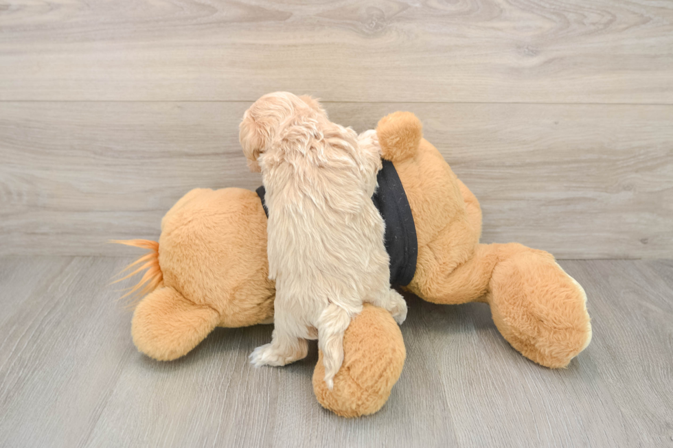 Maltipoo Pup Being Cute