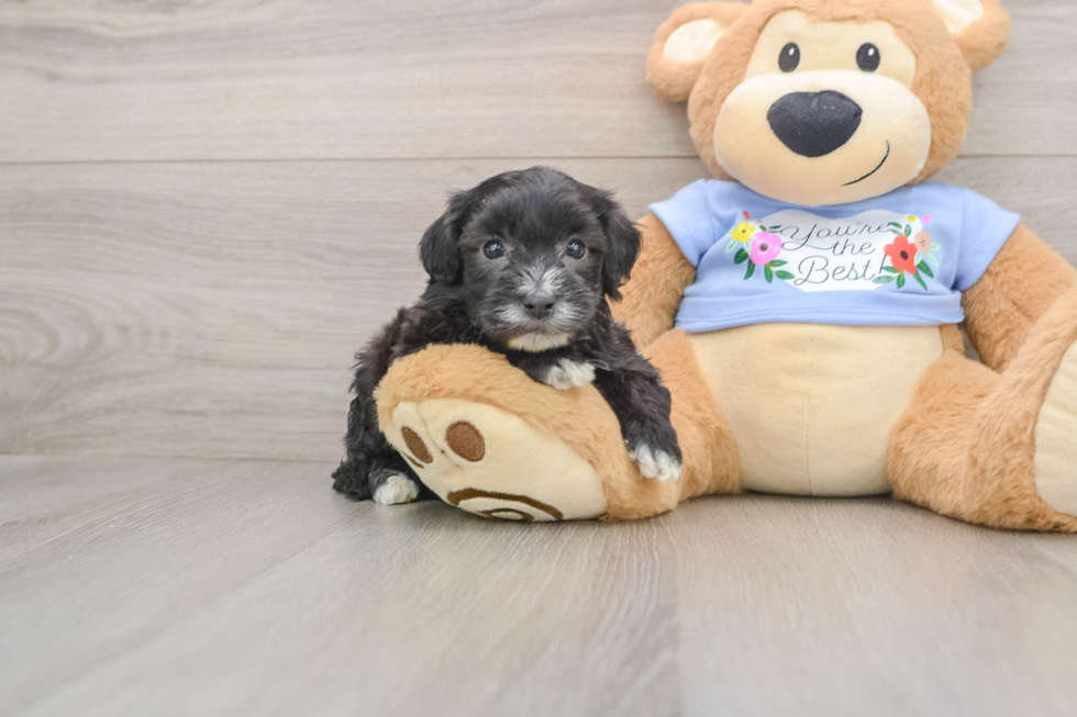 Maltipoo Pup Being Cute