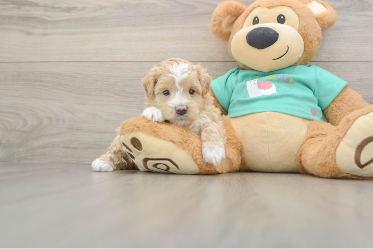 Best Maltipoo Baby