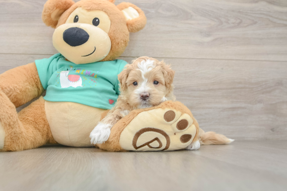Maltipoo Pup Being Cute
