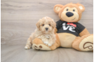 Maltipoo Pup Being Cute