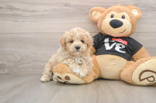 Maltipoo Pup Being Cute