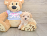 8 week old Maltipoo Puppy For Sale - Florida Fur Babies