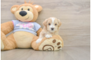 Maltipoo Pup Being Cute