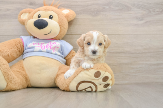 Maltipoo Pup Being Cute