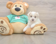 8 week old Maltipoo Puppy For Sale - Florida Fur Babies